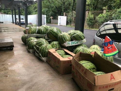 上海吃瓜炮,揭秘沪上美食背后的故事与传奇