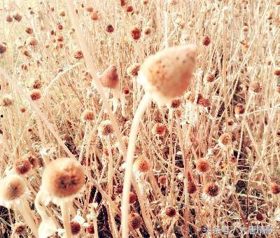 吃瓜预防晕船,轻松预防晕船，畅享海上旅程