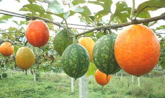 吊瓜产妇可以吃吗,营养滋补，助力产后恢复