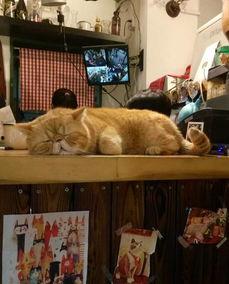 边吃瓜边撸猫,悠闲生活新风尚