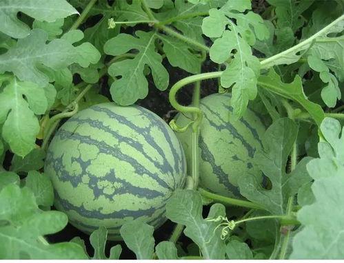 看花和吃瓜说课,瓜田李下话瓜趣