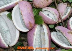 恩施梦瓜怎么吃,解锁美味新食尚，探索独特食用方法