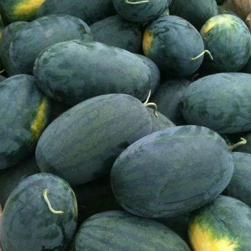 邮电路吃瓜,繁华都市中的瓜田盛宴