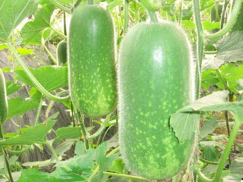 种瓜吃瓜卖瓜文案短句图片,种瓜吃瓜卖瓜，尽享田园生活乐趣