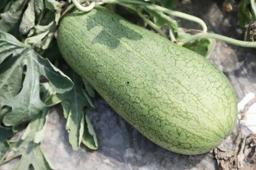 齐瓜可以吃吗,美味可口的天然美食，你敢尝试吗？