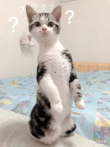 怎么折猫吃瓜,趣味折纸背后的文化内涵