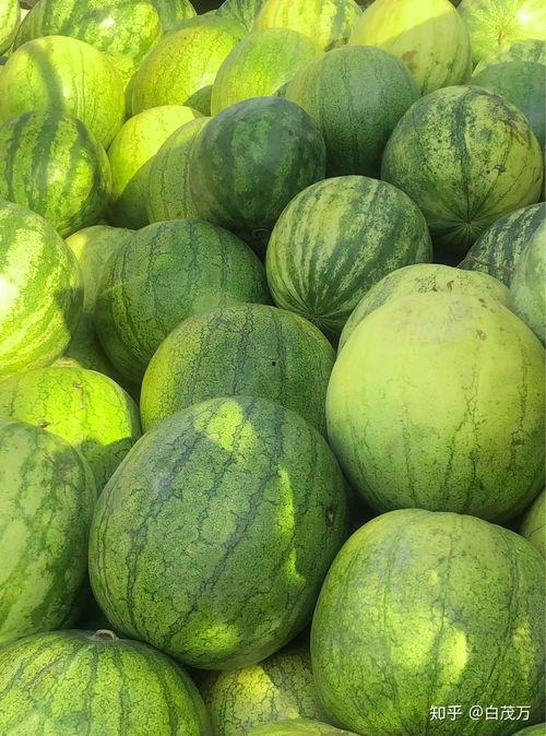 籽瓜怎么吃效果最好,最佳食用方法，健康养生两不误