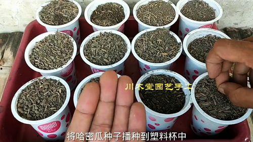 回村吃自己瓜,一场乡村田园的味蕾盛宴