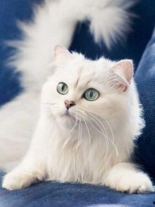 白猫为什么吃瓜,揭秘猫咪的独特饮食习惯